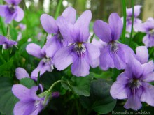 violettes.JPG